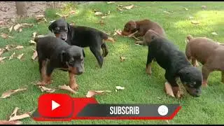 TOP QUALITY DOBERMAN PUPPY