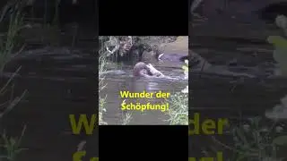 Wunder der Sch&ouml;pfung 10 #wunder #sch&ouml;pfung #fischotter