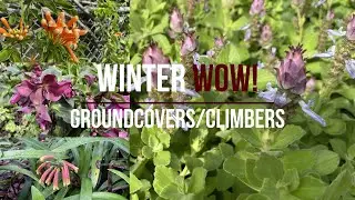 Best Winter Flowering Groundcovers for NZ Gardens  Low maintenance ground covers for New Zealand