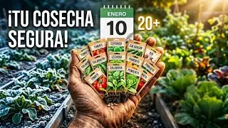 Siembra en Enero: 20 Cultivos para Salvar tu Cosecha del Año (Huerto de Invierno y Verano)