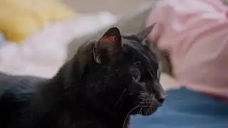 10 Fun Facts about Cats 