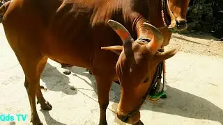 Ox Videos For Information | Kids Cow Videos | Farmer Friends Ox Video