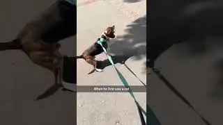 When your beagle is overly energetic... #beaglecute ⁣ #viral #cats #dogs  #beaglegirl ⁣ #beagle