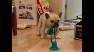 Interactive Suction Cup Tug Dog Chew Toy- He Can Play With it Whole Day!🐶