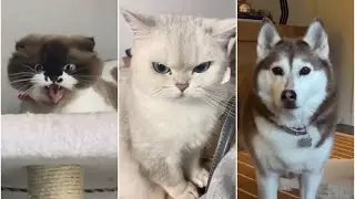 Amusing dogs and cats moments 🐩🐈🐶 CuteAndFunnyPets #pets