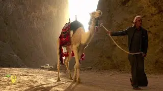 Tabuk sightseeing | Snow | Catalina seaplane | Shipwreck | Neom City / Tayyib al Ism