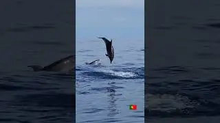 Na rejsie z obserwacją wieloryb&oacute;w🇵🇹#horta #whalewatch #atlanticocean #azoresislands #podr&oacute;że