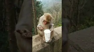 Monkey Video | Best Monkey Moments | Primate KH 2021 #40