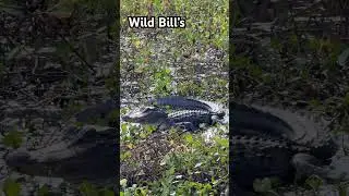 O Melhor Passeio de Airboats da Fl&oacute;rida #orlando @WildBillsAirboatTours