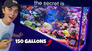 He Does WHAT??? The SECRET to This 150G SALTWATER REEF AQUARIUM!!!