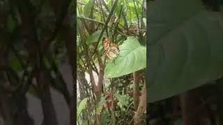 butterfly heaven el valle panama