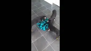 Snuffelmat voor de hond en kat - Kant en klaar, mooie kwaliteit en grote snuffelmat!