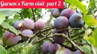 Garsons Farm Visit Vlog Part 2 | Farm visit vlog | Pickingfruit | Travel | Farm visit