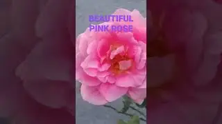 What does the pink Rose mean?