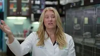 Cat Anesthesia 3of3 YouTube