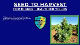 Grow Better Cannabis: Proven Tips from Seed to Harvest