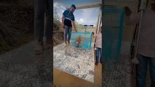 Release on monkey 😱😨🐒❤️🙏 #maa #cow #rescue #animals #share #monkey  #viralvideo