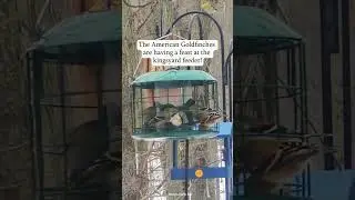 Goldfinch Feast! Backyard Birds Can&rsquo;t Get Enough 🐦💛#birdfeeder #birds #nature