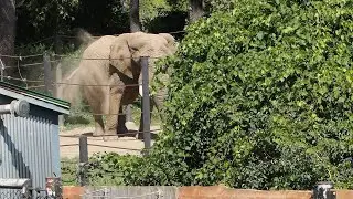 Elephant Dust Bath, Parc Safari
