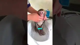 Ce singe n&rsquo;aime pas beaucoup prendre un bain !