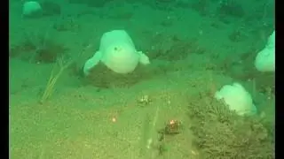43 Marine underwater video of Wales, Cardigan Bay SAC - Sand and cobbles