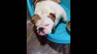 Animals with unique skills 😍😂