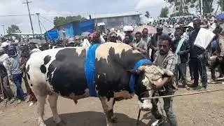 ቀን 4/8/2017 ዓ.ም የጅሩ ውብ ሙሽራ ድልብ