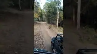Sanjay Dubari tiger reserve. Tiger  sighting
