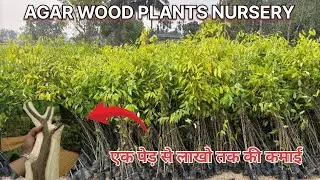 Agar (Oud) Plants Available Now | Wholesale & Retail Supply📞 contact number 9954625204
