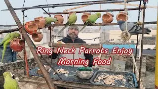 Parrots Go Crazy During Morning Feeding Time 🦜 | Satisfying Bird Video @cutenaturediary