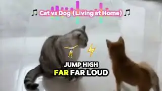 🎵 Cat vs Dog (Living at Home) 🎵 Pop-Rap / Funky EDM Style