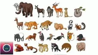 Class 3 EVS.Animals according to Food habits