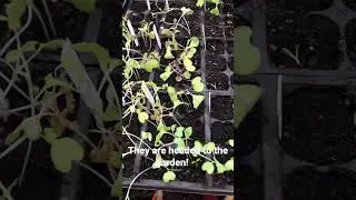 Planting the cold weather starts! #gardening #raisedbeds