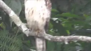Video Aves casa buteo