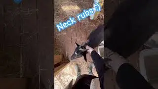 #farm #country #farmanimals #goats #usa #goat #barn #farmlife #goatfarming #neck #rubs #feelinggood