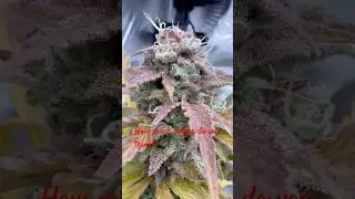 Grape Pop Rocks Auto (day78) Harvest now or wait a bit longer?