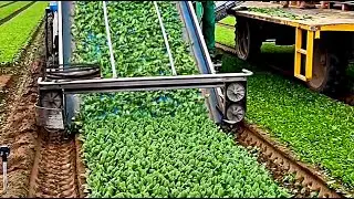 Most Satisfying Videos Of Workers Doing Their Job Perfectly & Agriculture Machines On Another Level