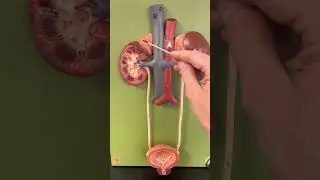 Анатомия мочевыделительной системы