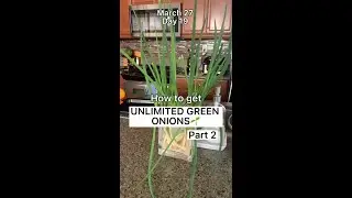 Part 2 of growing green onions from scraps
