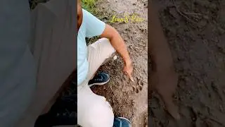 🦁 Lion&rsquo;s Paw 🐾 #shorts #trending #trendingshorts #lion #paw #forest #jungle #lionsafari #insearch