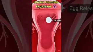 Uterus Function Explained🔬Female Reproductive System in 3D #shorts #miracleinmotion #pregnant #baby