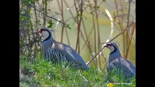 Rock partridge (Alectoris graeca) &Pi;&epsilon;&tau;&rho;&omicron;&pi;έ&rho;&delta;&iota;&kappa;&alpha;