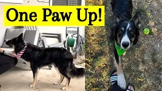 My Puppy Learns to Offer One Paw Up