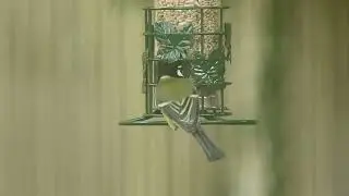 Garden birds (1DX), Foxton, Cambridgeshire, 22/12/25