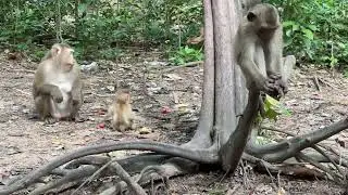 OMG SADNESS BABY standing  ugly action funny #cutemonkeys #babymonkey #animals