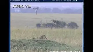 Cheetah vs. Aardwolf - ARKive