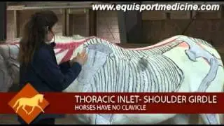 The Thoracic Joint.