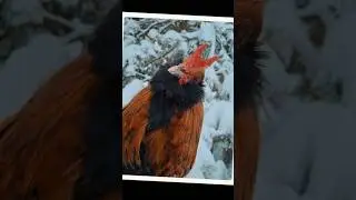 Зимние курочки #деревня #cute #beautiful #hens #funny #chicken #shorts #art #top #foryou #farmer