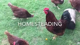 Simple Homesteading in Canada| Pinoy Homesteading |