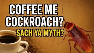 Coffee Me Cockroach? Sach Ya Myth?